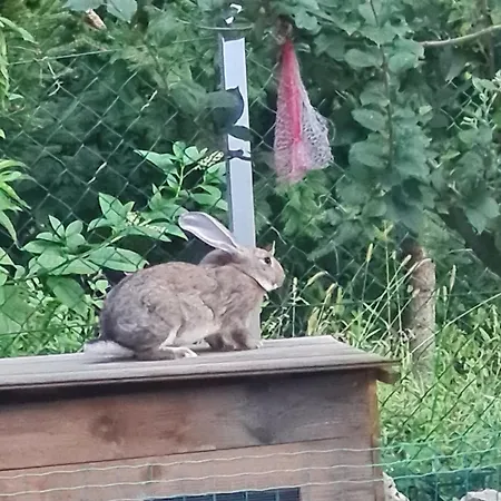 Lantgård Soba Tete Tile - Hisa Ob Gozdu *