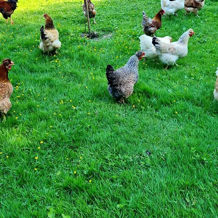 Lantgård Soba Tete Tile - Hisa Ob Gozdu *