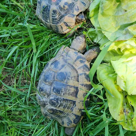 Soba Tete Tile - Hisa Ob Gozdu Smještaj na farmi Ptuj