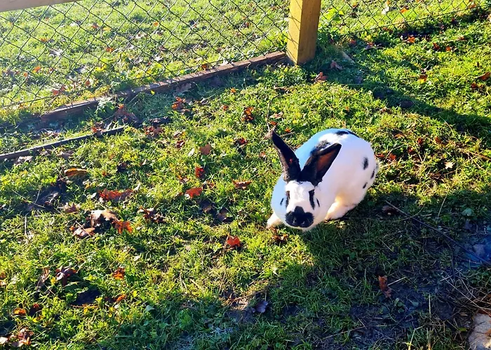 Soba Tete Tile - Hisa Ob Gozdu Farma *