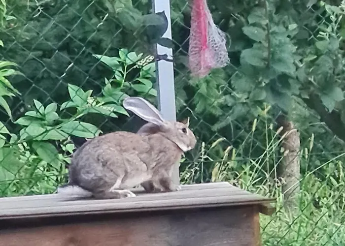 Farma Soba Tete Tile - Hisa Ob Gozdu *