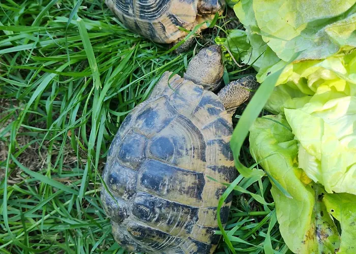 Soba Tete Tile - Hisa Ob Gozdu Farma Ptuj